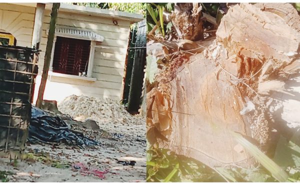 চকরিয়ায় পাহাড়ে মরুভূমির দৃশ্য-কাটা পড়ছে বনের গাছ